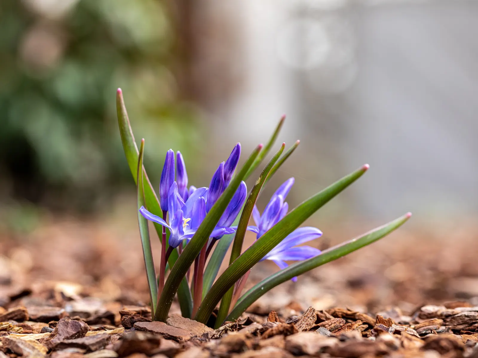 Giant Squill (Scilla Bifolia) — this low-maintenance plant can tolerate winter cold down to -40&deg;F; blue flowers in the garden