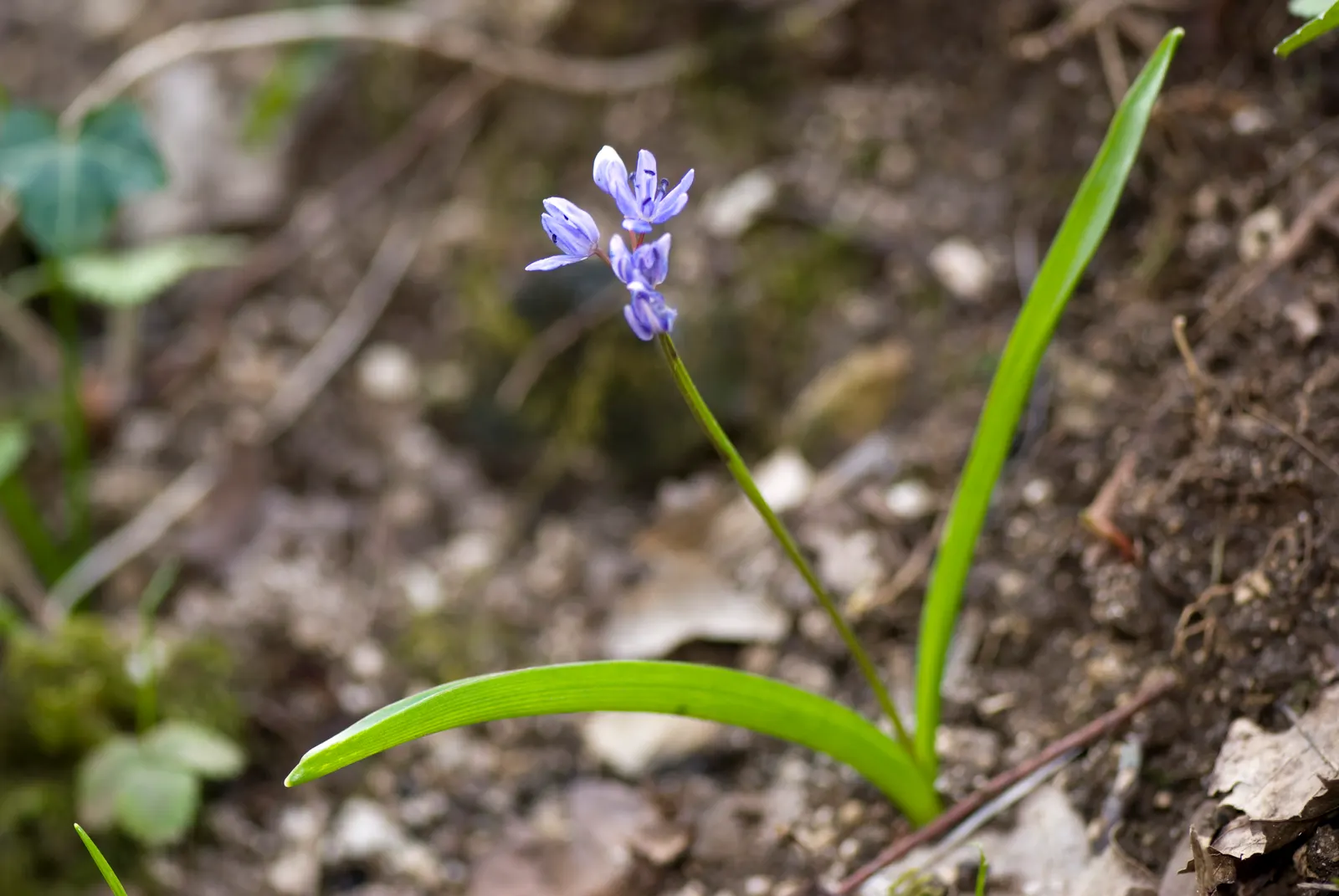 Giant Squill (Scilla Bifolia) — it creates a striking underplanting beneath deciduous trees and adds vibrant hues to rockeries and borders