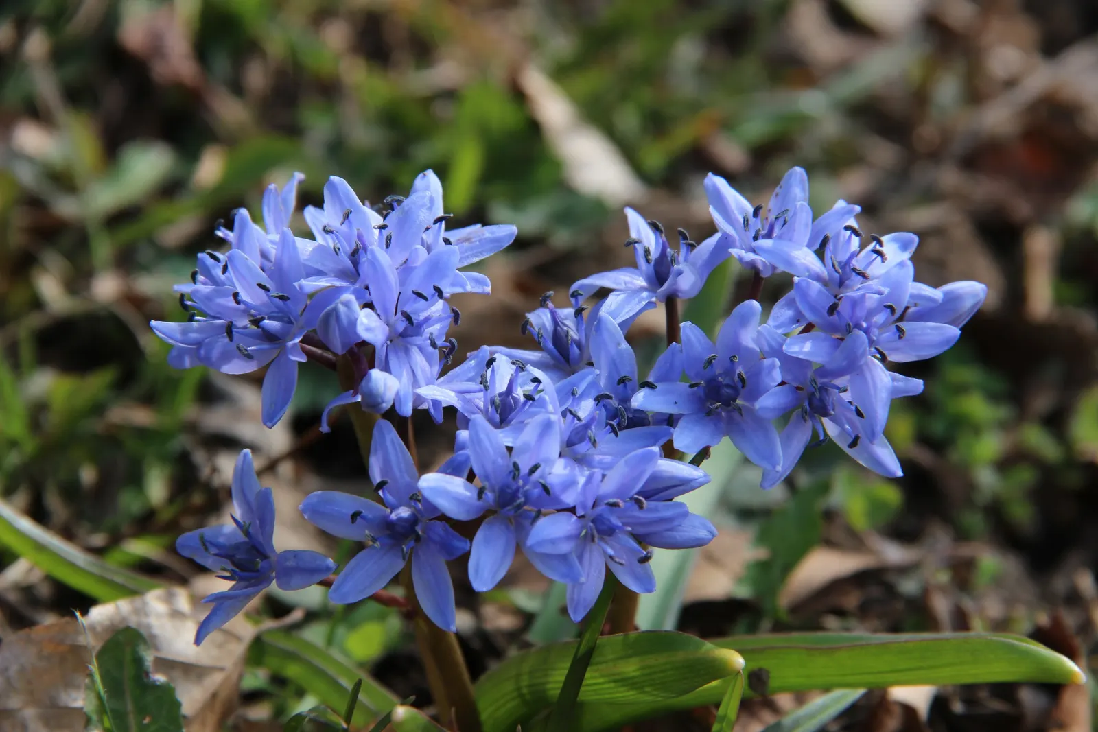 Giant Squill (Scilla Bifolia) — This low-maintenance perennial prefers well-drained soil and partial shade; this low-maintenance plant can tolerate winter cold