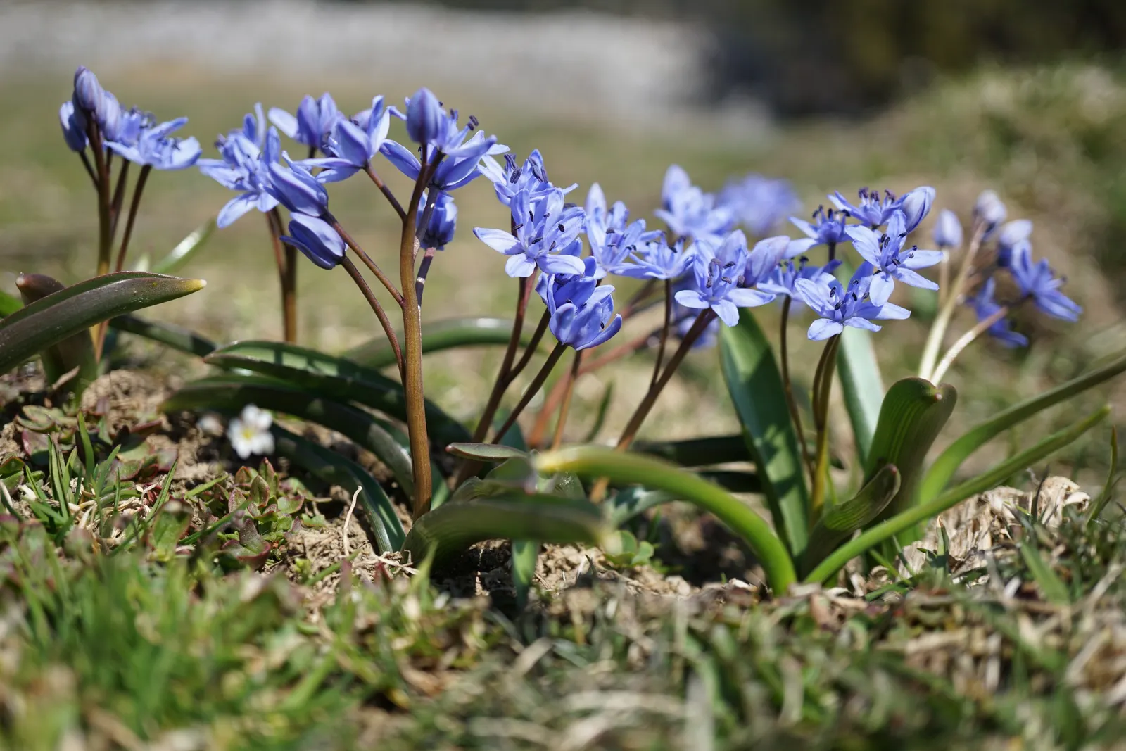 Giant Squill (Scilla Bifolia) — is an enchanting early spring perennial that adds a touch of sapphire to your landscape design; the Giant Scilla, image 106