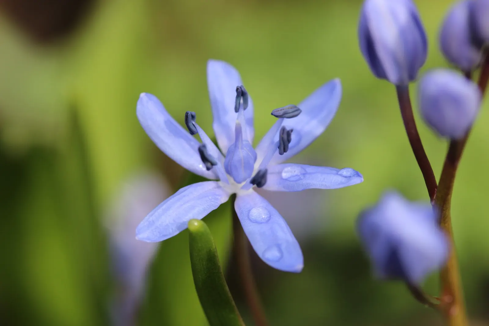 Giant Squill (Scilla Bifolia) — offering an early nectar source for pollinators such as bees.<br><br>For optimal growth, image 113