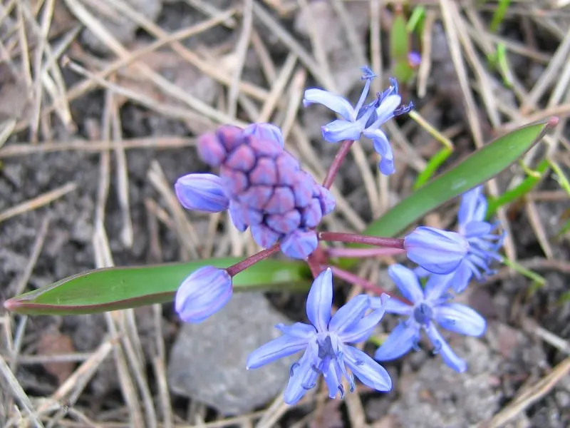 Giant Squill (Scilla Bifolia) — making it an excellent selection for rock gardens; the blossoms make their appearance in late winter to early spring