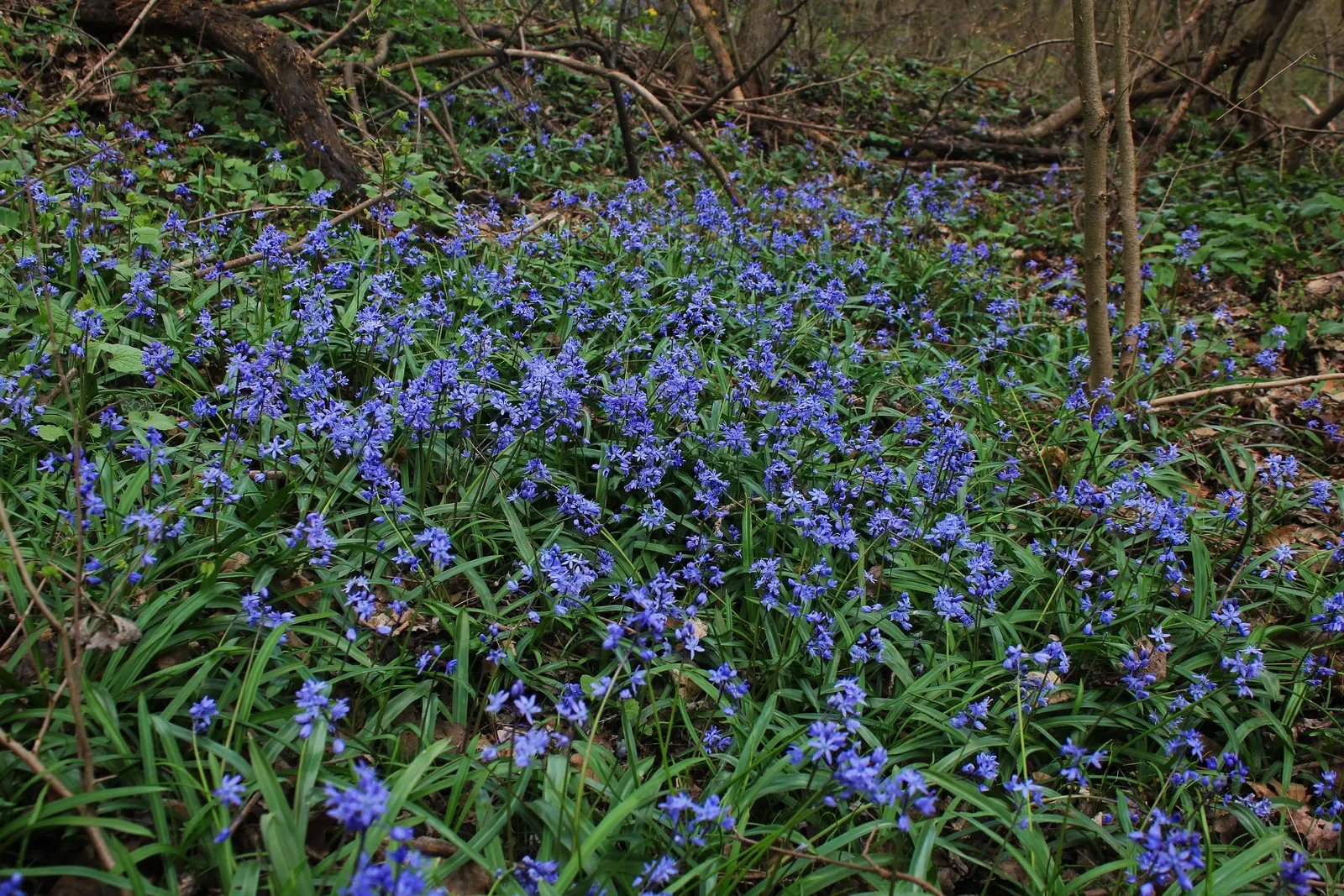 Giant Squill (Scilla Bifolia) — It pairs well with other spring-flowering bulbs and perennials; its diminutive size requires little space, image 96