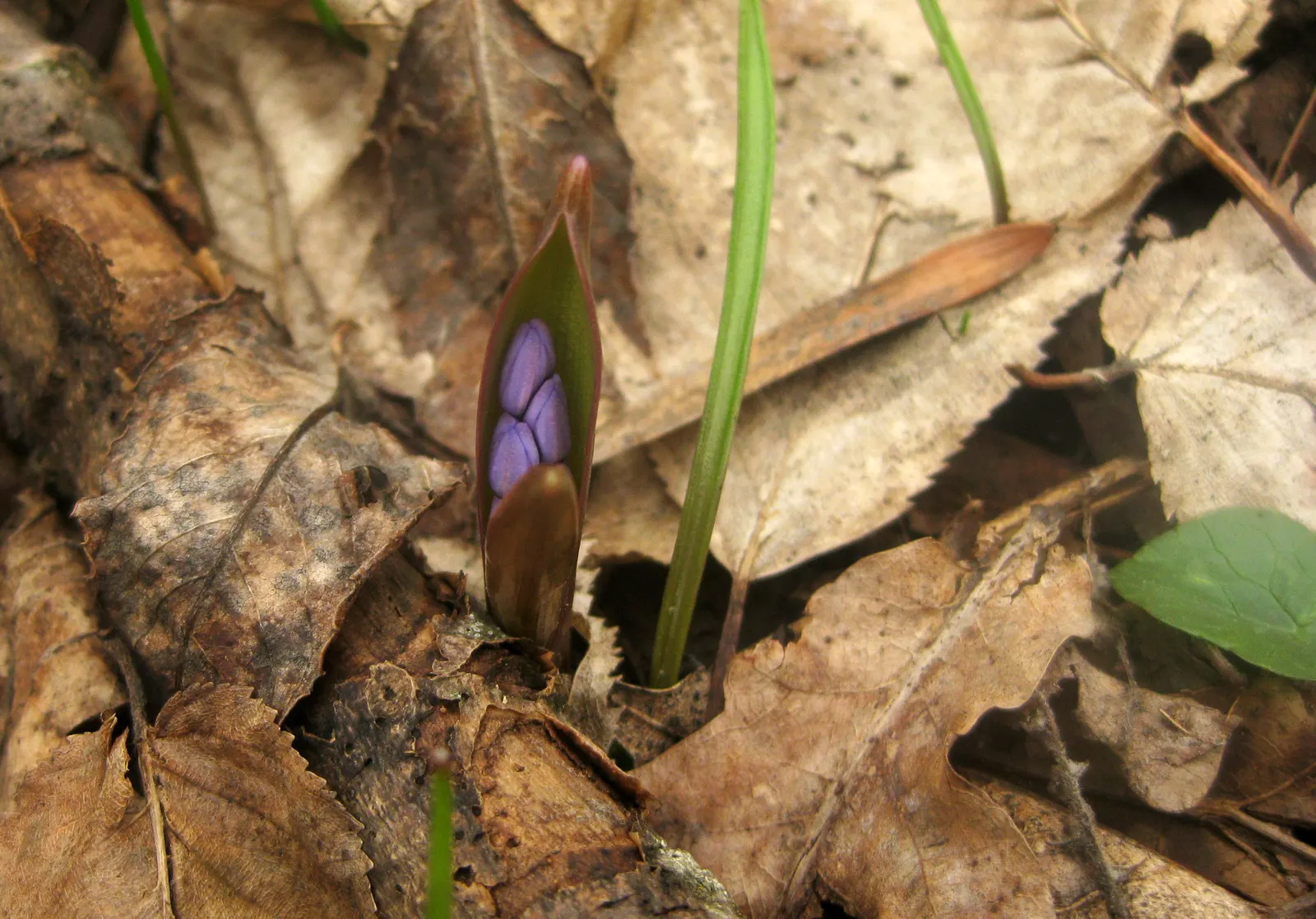 Giant Squill (Scilla Bifolia) — it creates a striking underplanting beneath deciduous trees and adds vibrant hues to rockeries and borders; known, image 80
