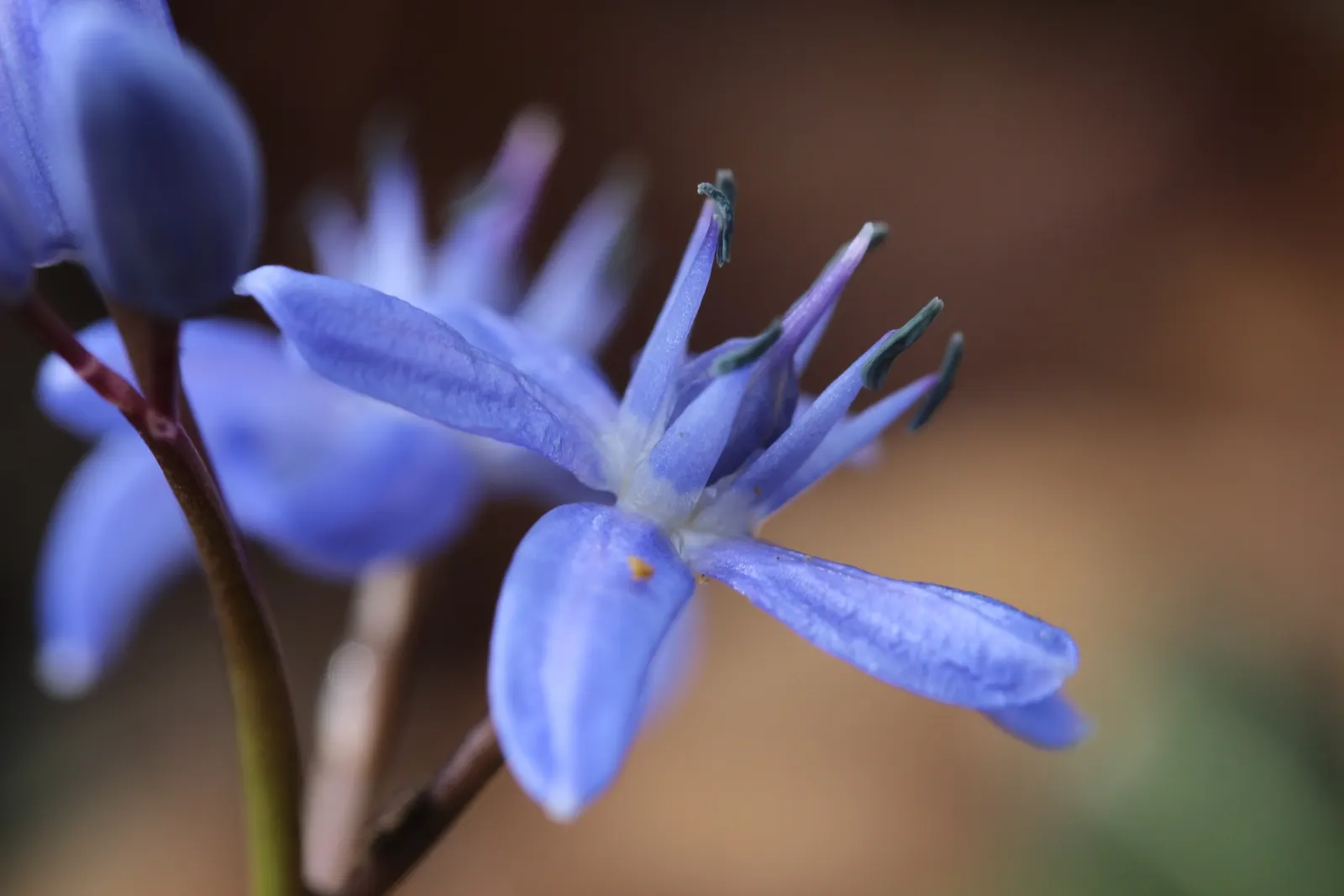 Giant Squill (Scilla Bifolia) — This low-maintenance perennial prefers well-drained soil and partial shade; this low-maintenance plant can tolerate, image 53