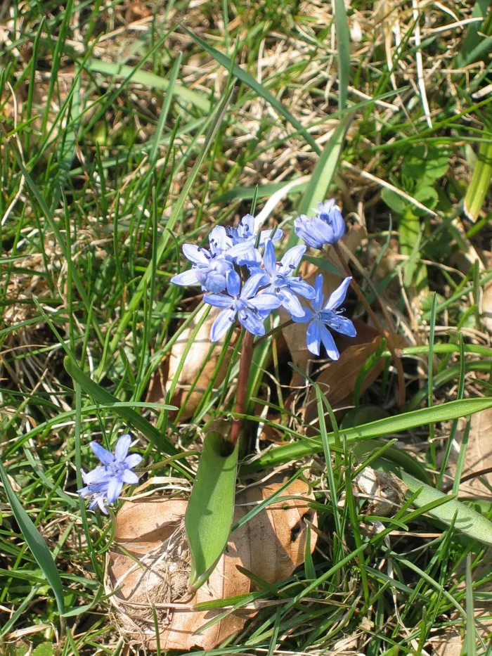 Giant Squill (Scilla Bifolia) — The blossoms make their appearance in late winter to early spring; is an enchanting early spring perennial that, image 87