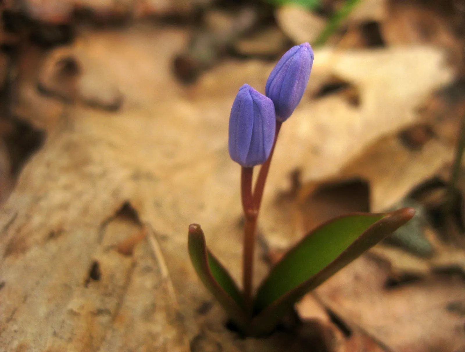 Giant Squill (Scilla Bifolia) — typically 4 to 8 inches long and about 1 inch wide