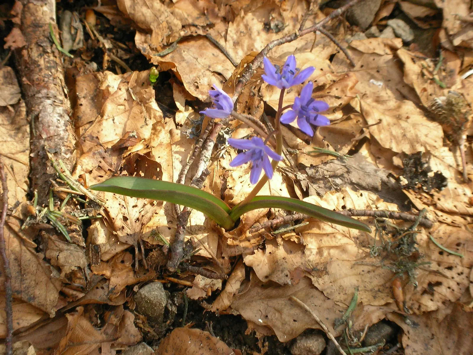 Giant Squill (Scilla Bifolia) — Ideal for naturalizing in woodland gardens