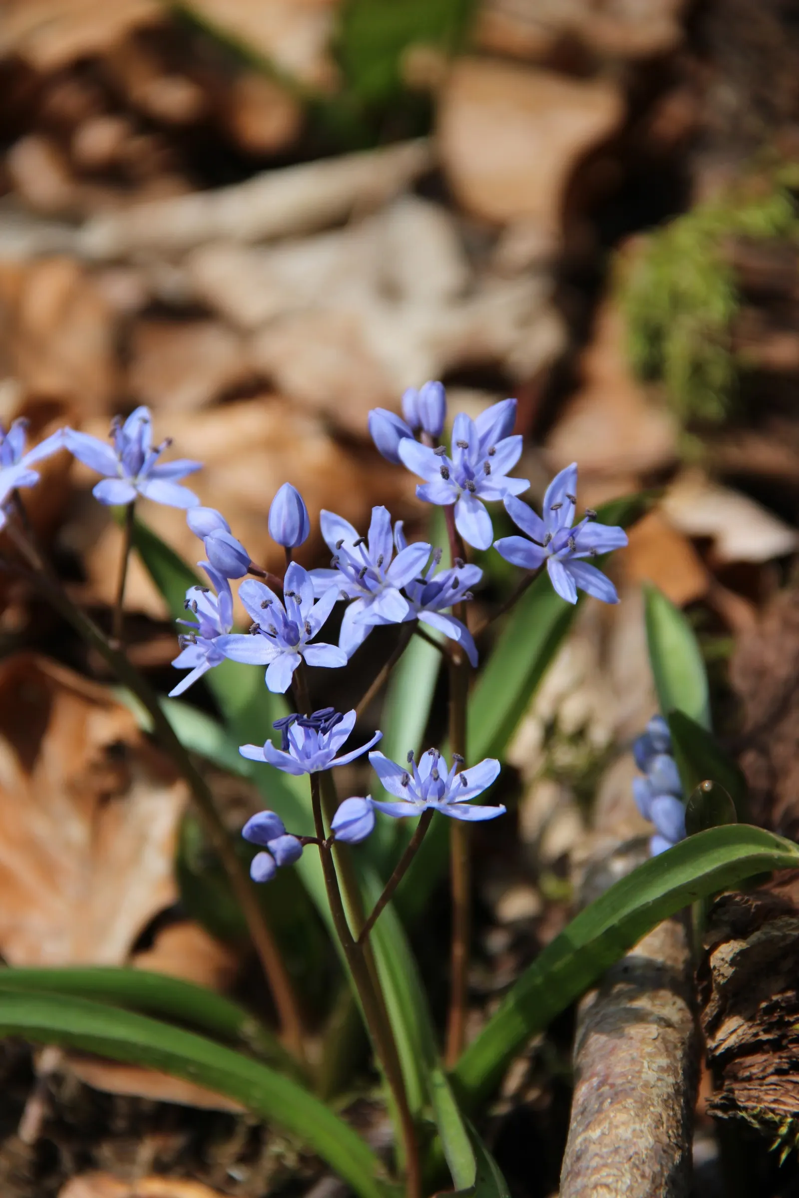 Giant Squill (Scilla Bifolia) — typically 4 to 8 inches long and about 1 inch wide; hardy in USDA zones 3 through 8