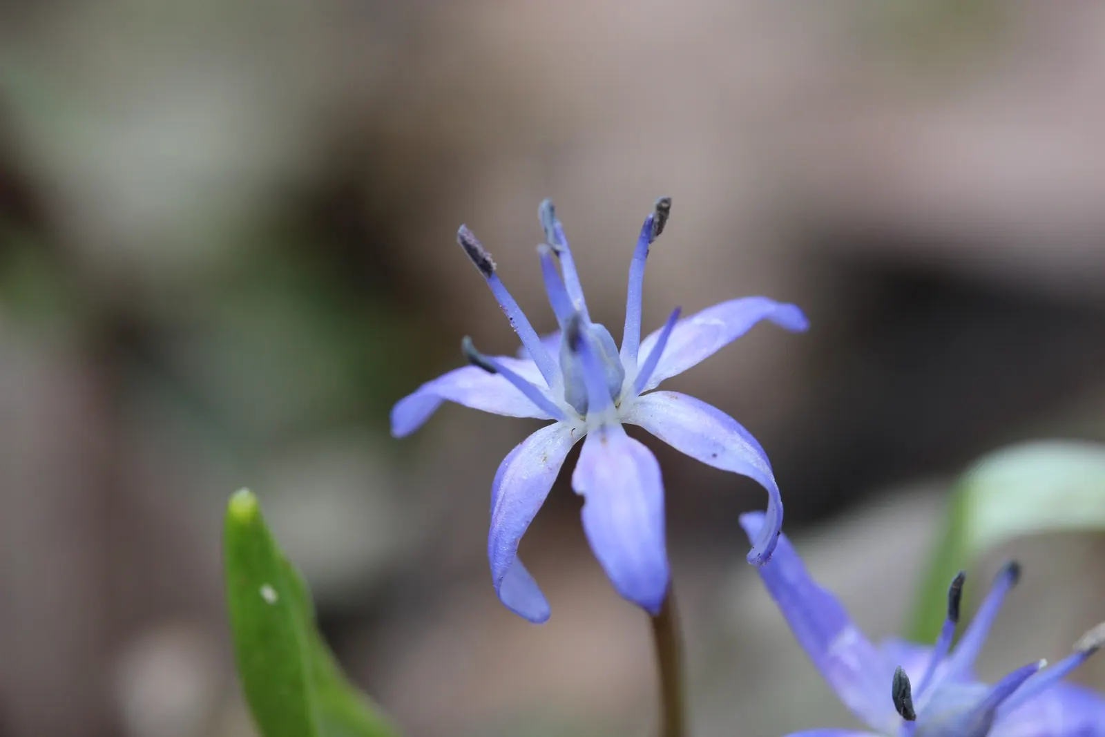Giant Squill (Scilla Bifolia) — It thrives in full sun to partial shade