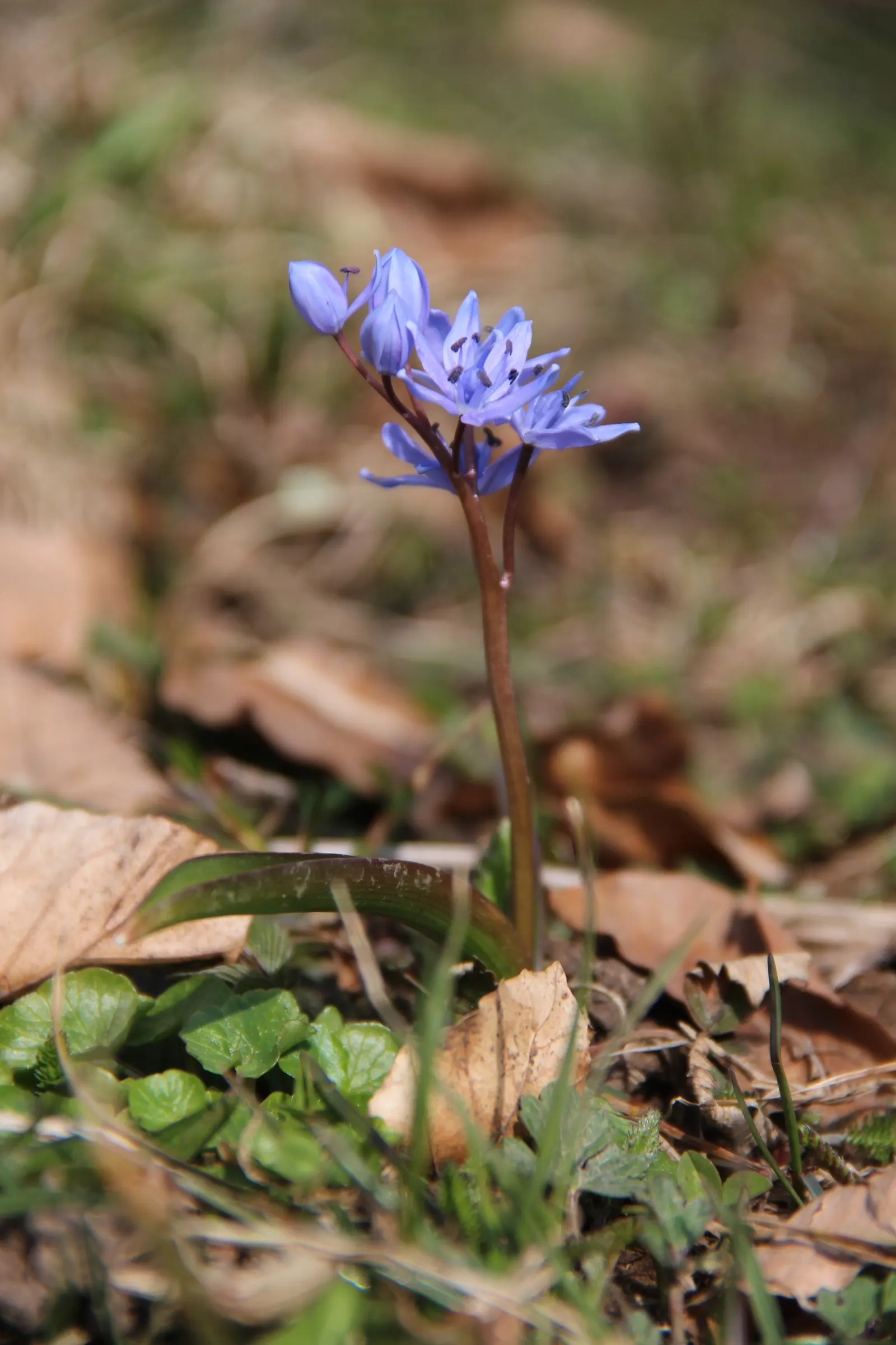 Giant Squill (Scilla Bifolia) — bulb with blue blooms; it thrives in full sun to partial shade