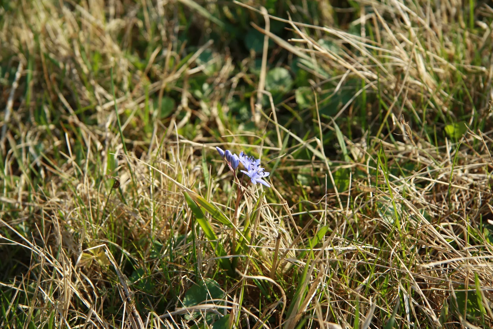 Giant Squill (Scilla Bifolia) — The blossoms make their appearance in late winter to early spring; is an enchanting early spring perennial that, image 112