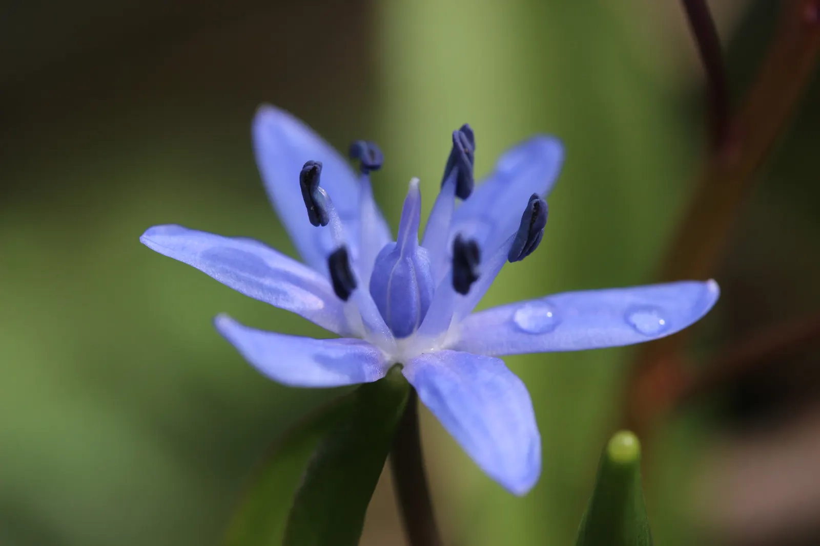 Giant Squill (Scilla Bifolia) — bulb for full or half; creating a tapestry of color and texture that will captivate your clients from the very, image 75