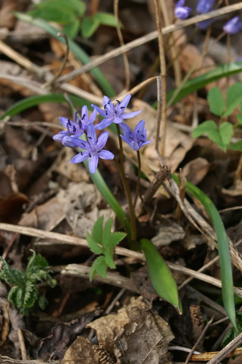 Giant Squill (Scilla Bifolia) — This low-maintenance perennial prefers well-drained soil and partial shade