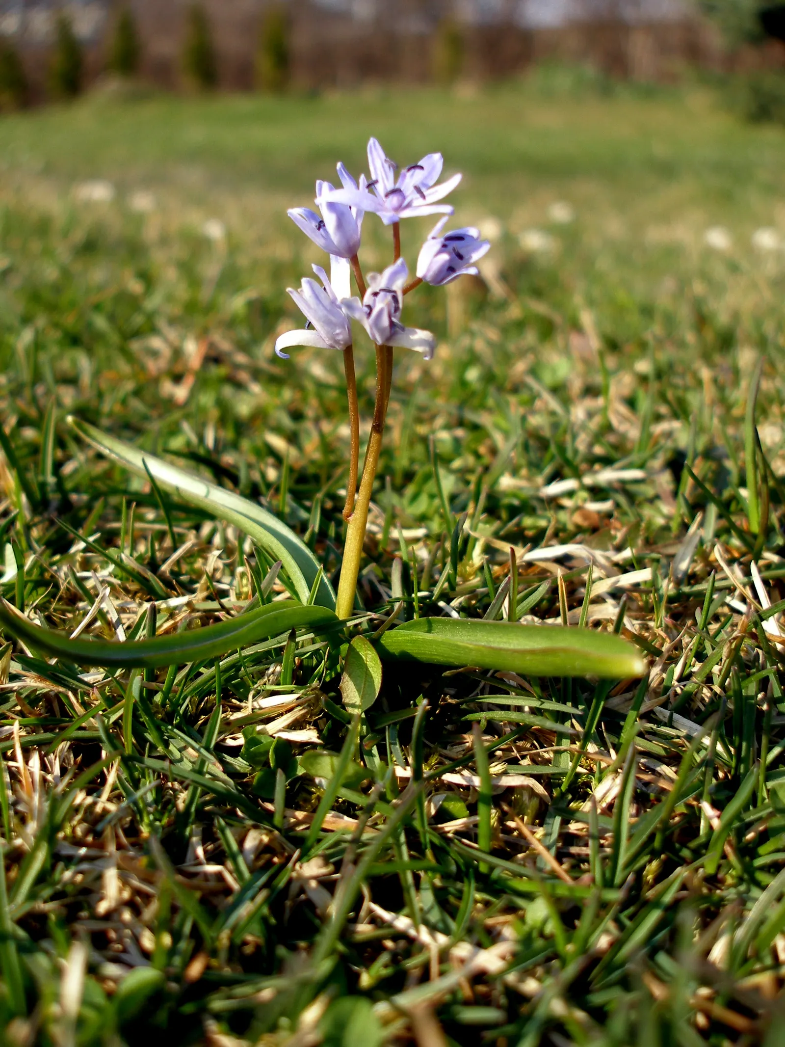 Giant Squill (Scilla Bifolia) — creating a tapestry of color and texture that will captivate your clients from the very first thaw