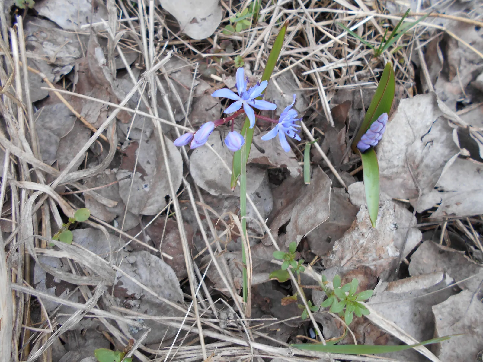 Giant Squill (Scilla Bifolia) — Each bulb sprouts multiple star-shaped, blue-violet flowers atop 4 to 6-inch stalks; with each individual flower, image 52