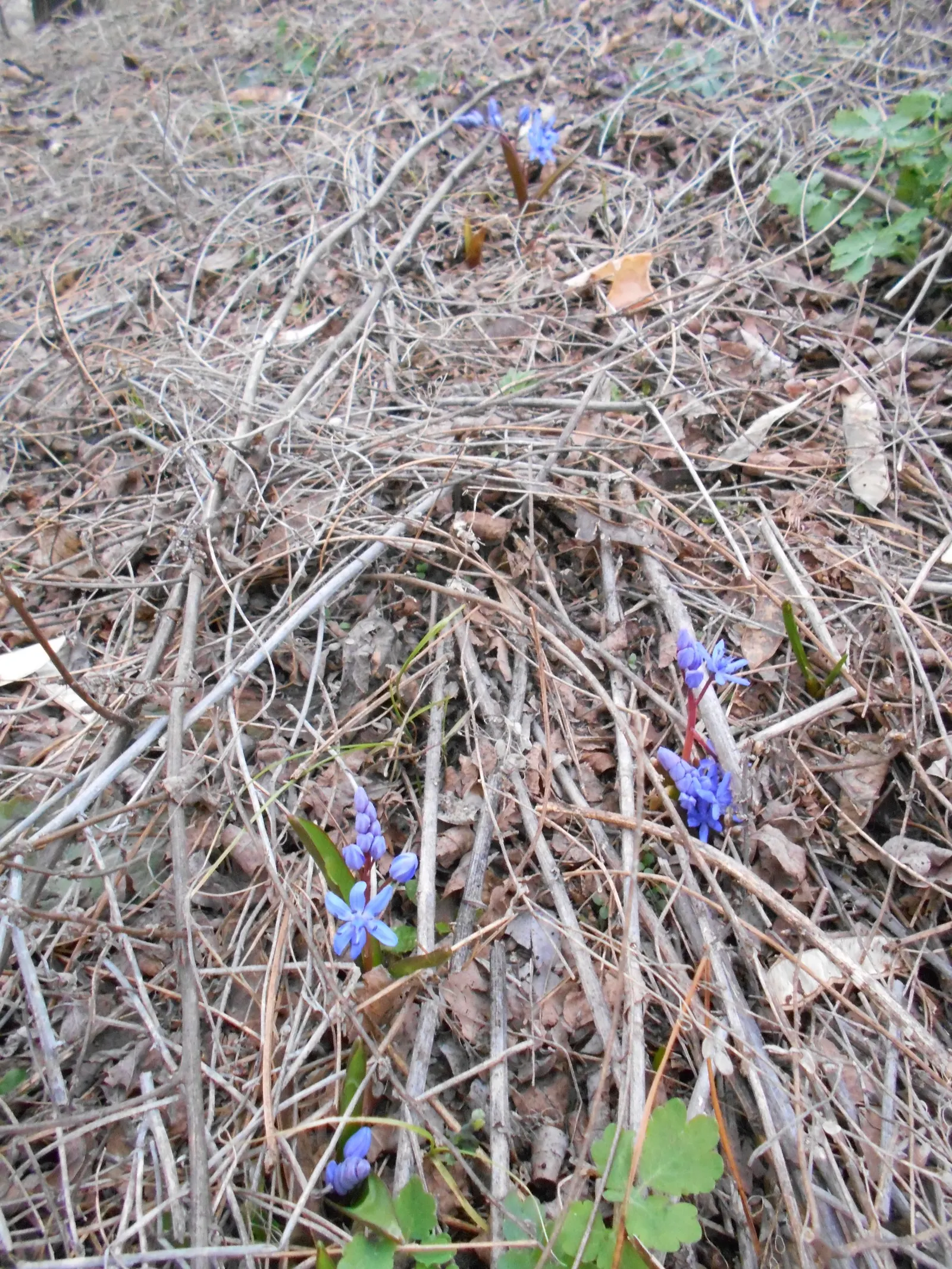 Giant Squill (Scilla Bifolia) — is an enchanting early spring perennial that adds a touch of sapphire to your landscape design; the Giant Scilla prefers