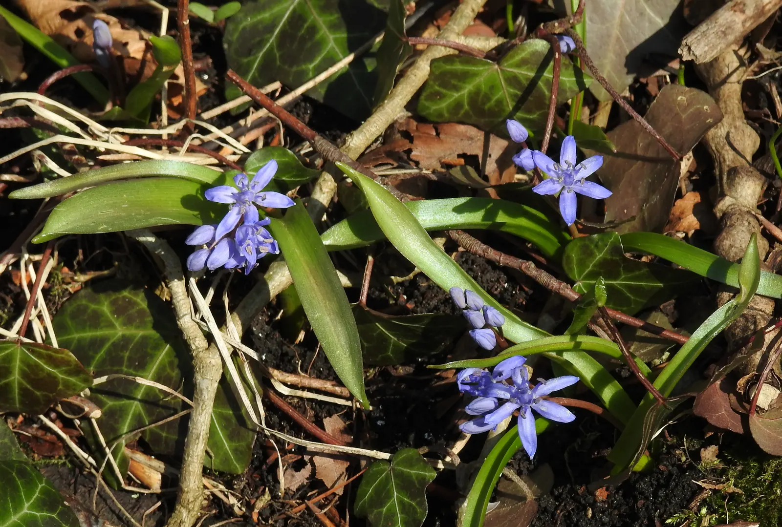 Giant Squill (Scilla Bifolia) — bulb for full or half; creating a tapestry of color and texture that will captivate your clients from the very, image 100