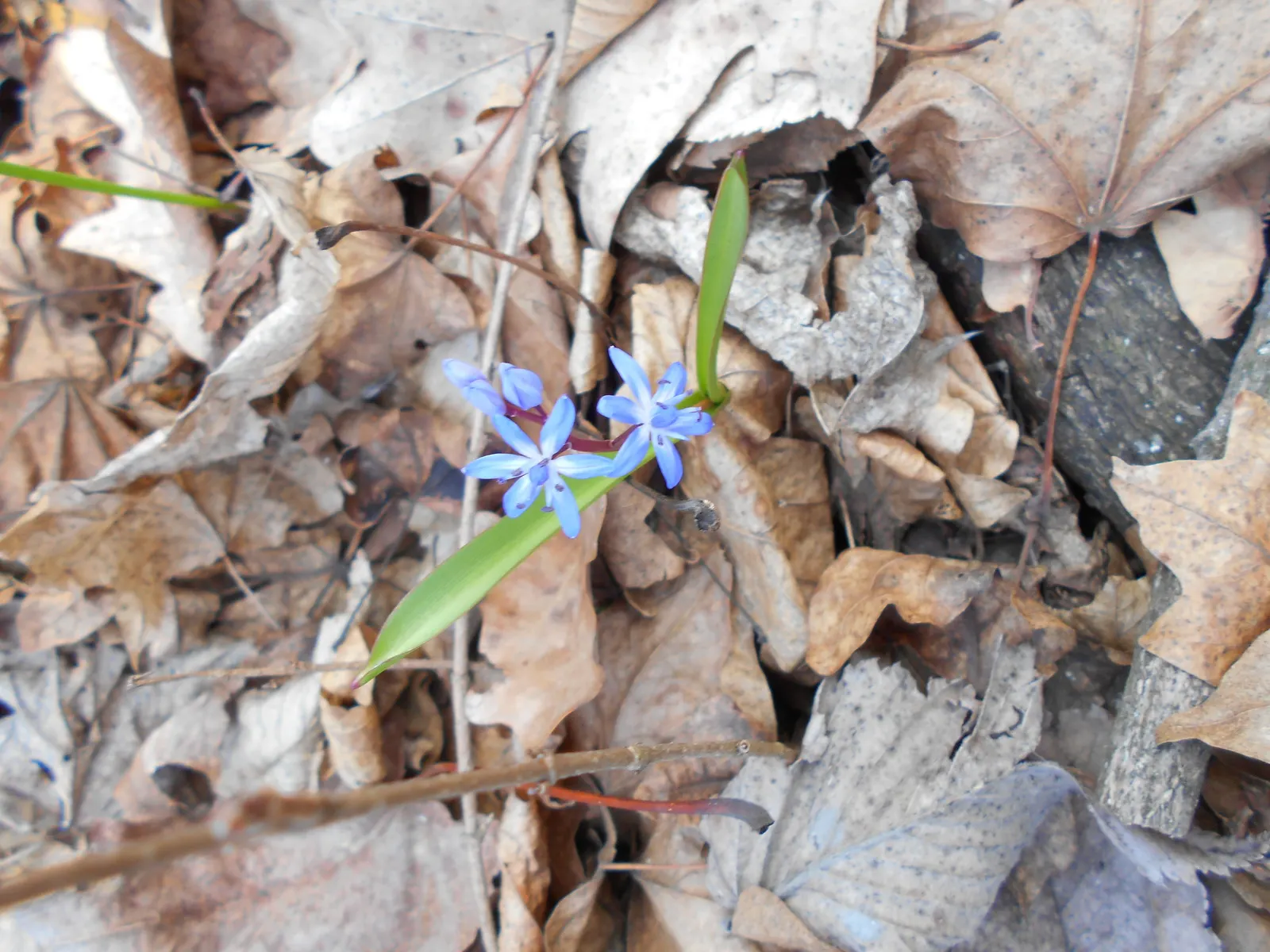 Giant Squill (Scilla Bifolia) — bulb with blue blooms