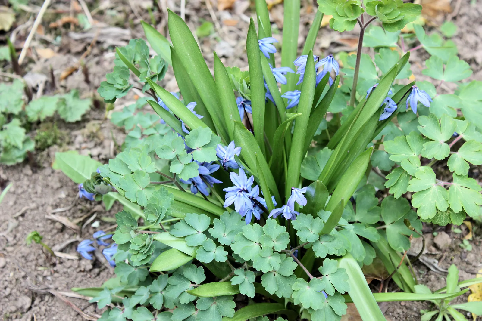 Giant Squill (Scilla Bifolia) — Known for its star-shaped blooms; it pairs well with other spring-flowering bulbs and perennials, image 107