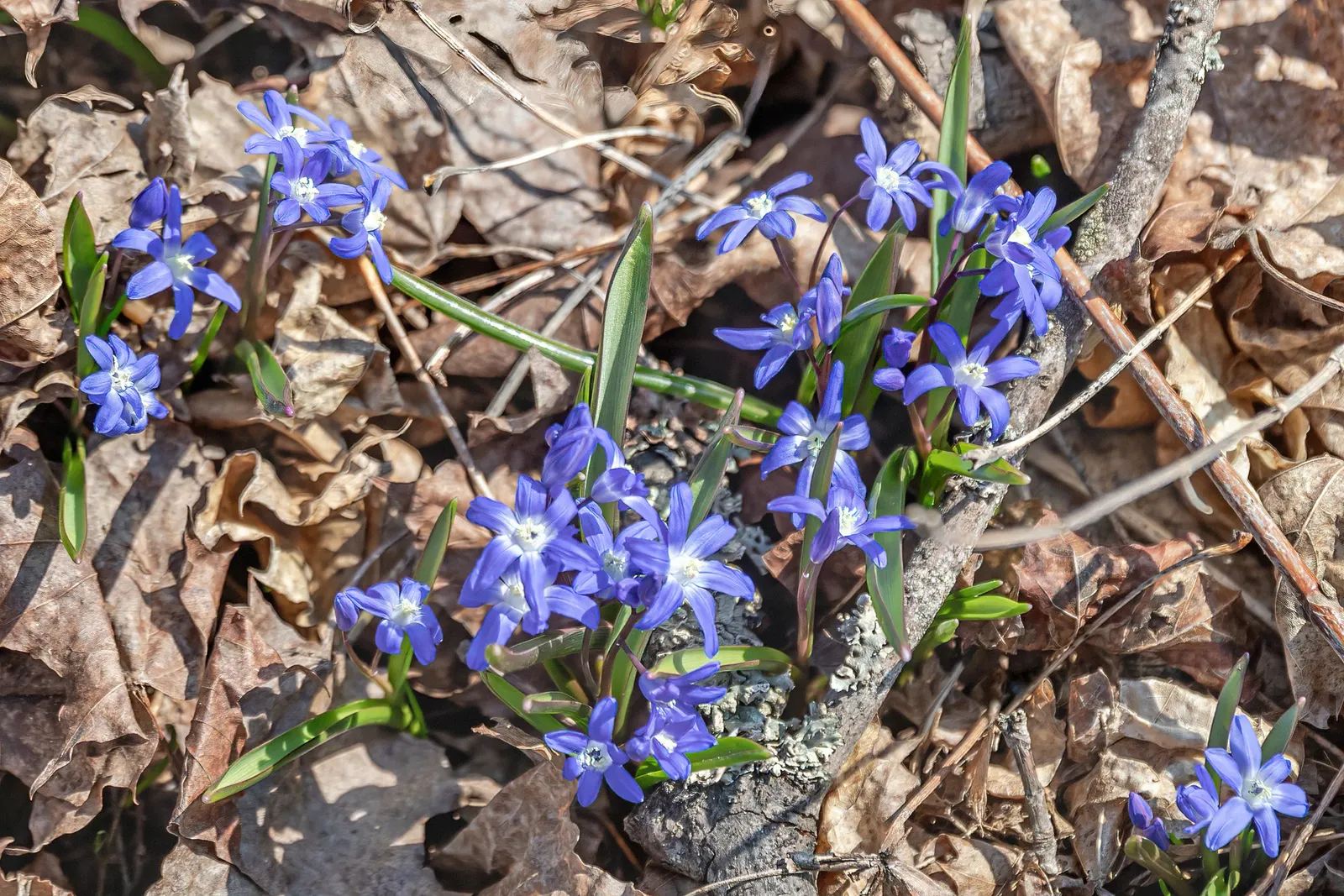Giant Squill (Scilla Bifolia) — including woodlands and meadows.<br><br>This petite plant reaches only about 3 to 6 inches in height