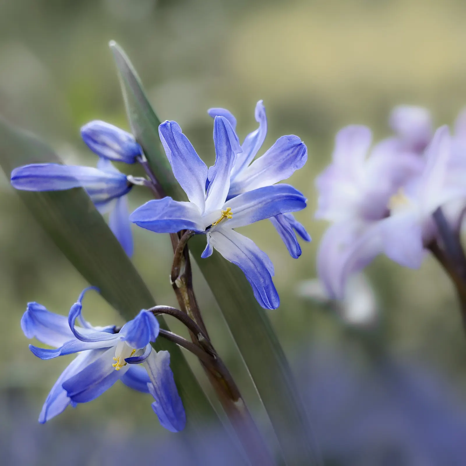 Giant Squill (Scilla Bifolia) — Each bulb produces narrow