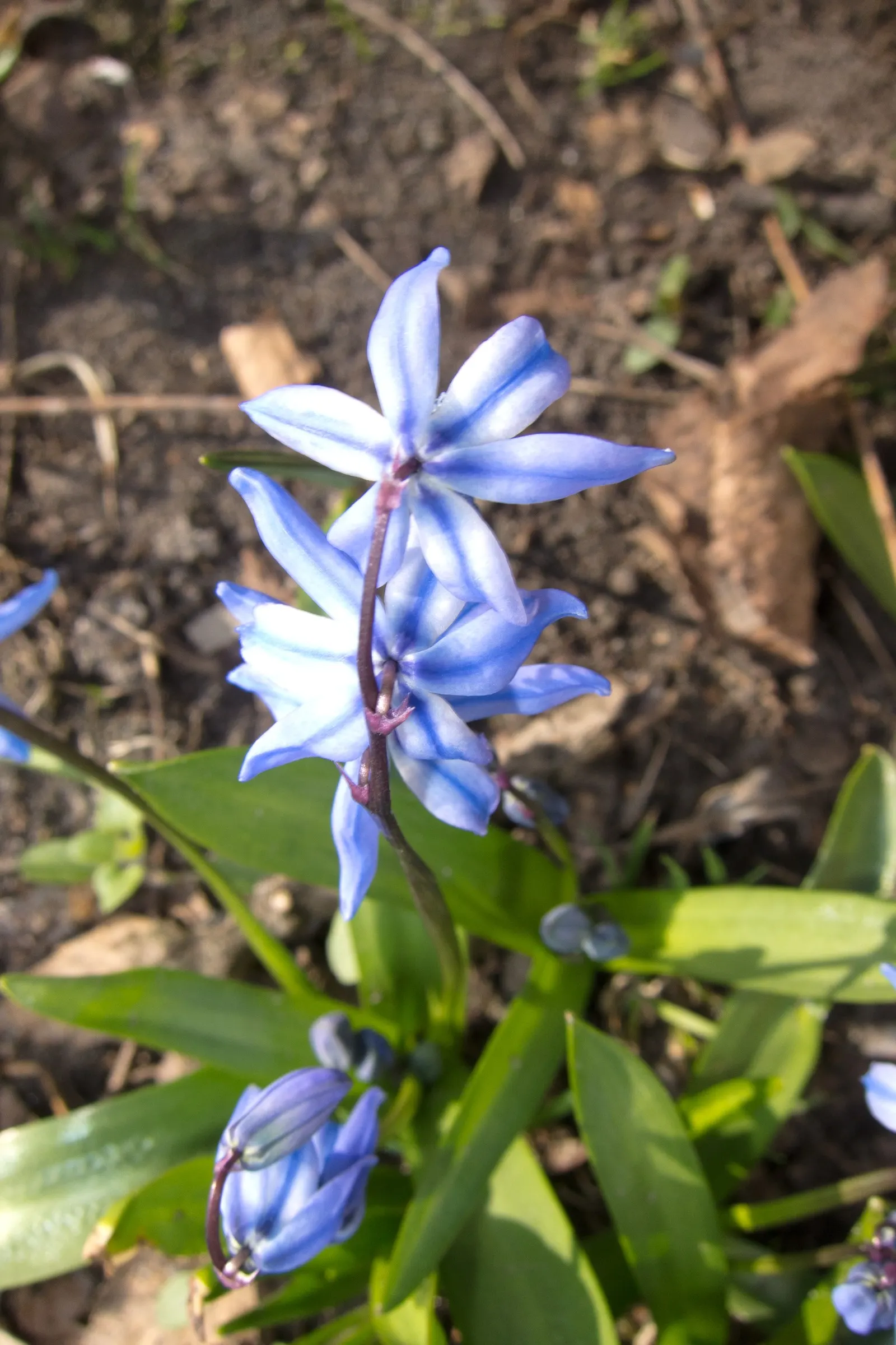 Giant Squill (Scilla Bifolia) — Its diminutive size requires little space; it creates a striking underplanting beneath deciduous trees and adds, image 69