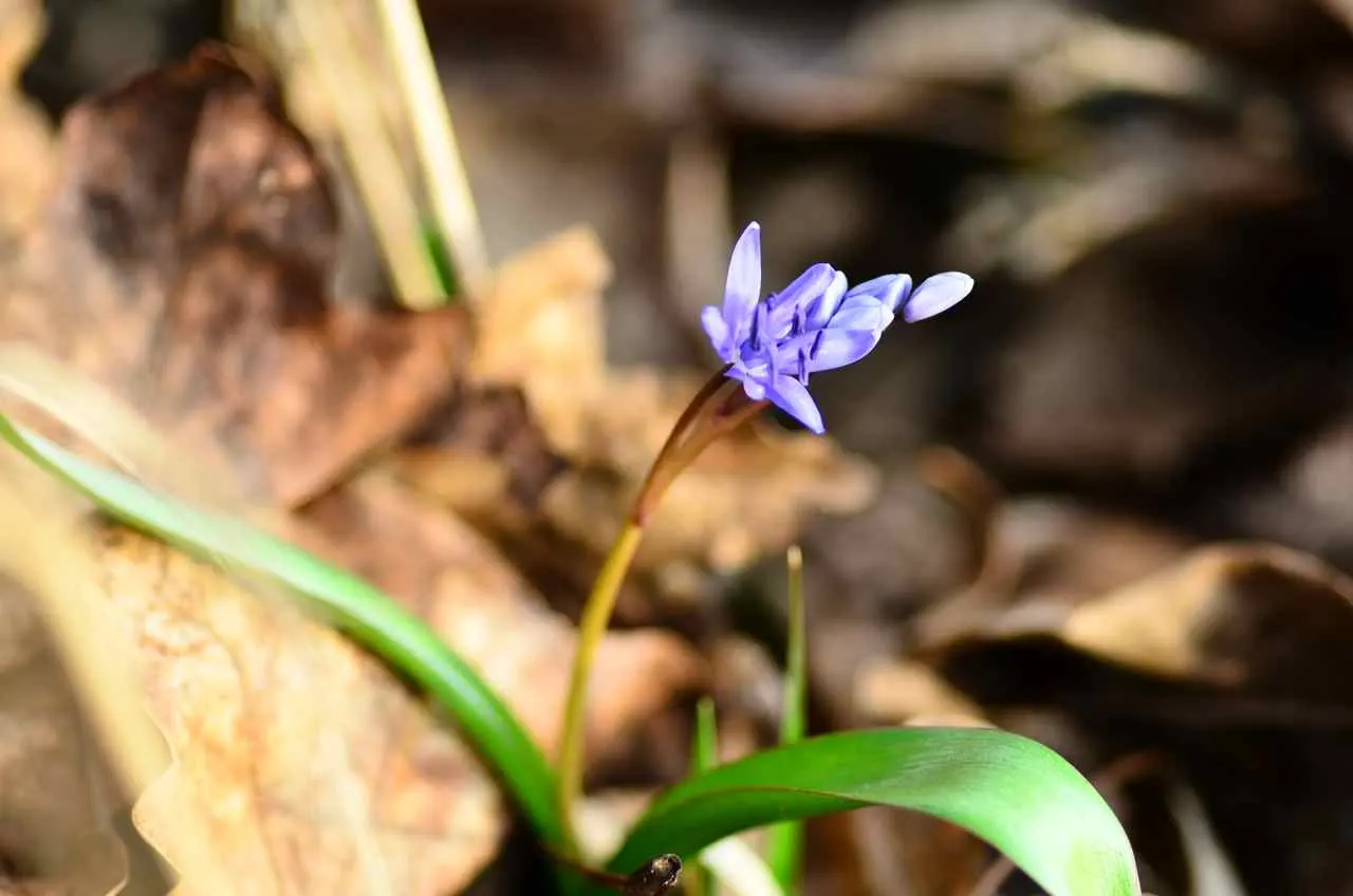Giant Squill (Scilla Bifolia) — typically 4 to 8 inches long and about 1 inch wide; hardy in USDA zones 3 through 8, image 60