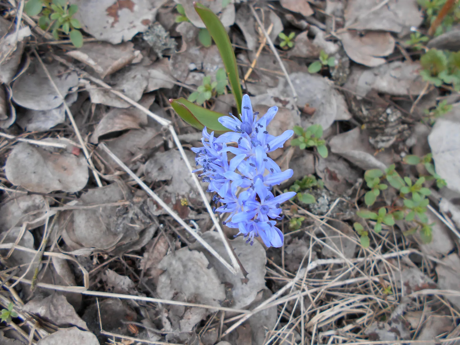 Giant Squill (Scilla Bifolia) — Hardy in USDA zones 3 through 8; it benefits from dappled sunlight or light afternoon shade