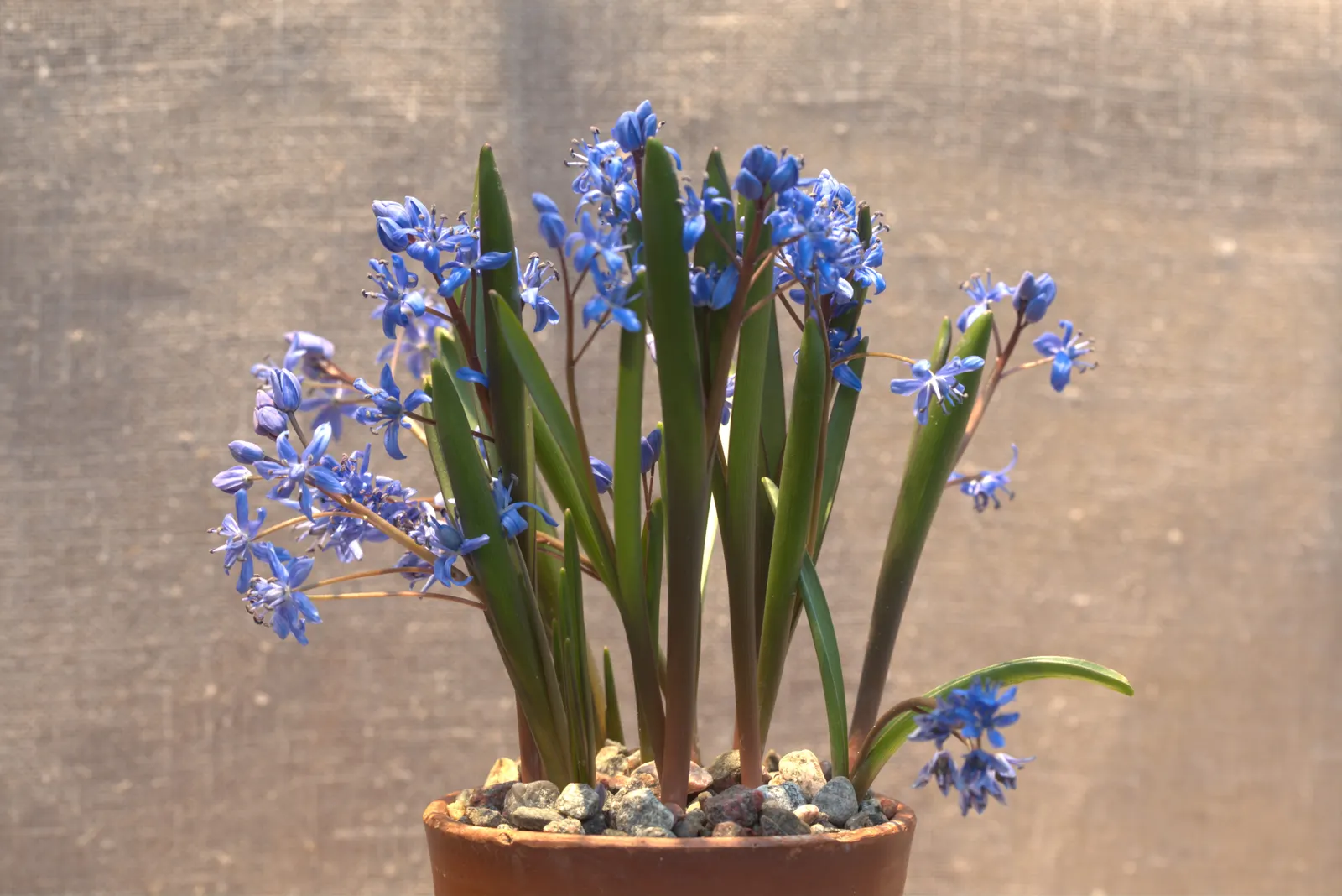 Giant Squill (Scilla Bifolia) — this low-maintenance plant can tolerate winter cold down to -40&deg;F; blue flowers in the garden, image 68