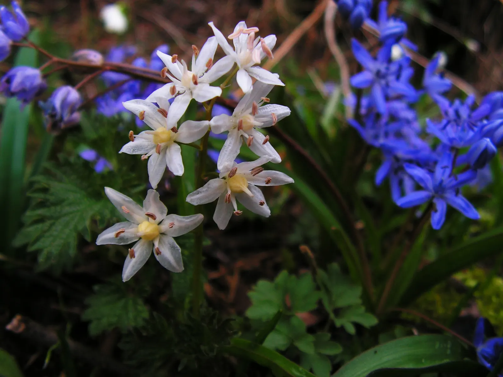Giant Squill (Scilla Bifolia) — The Giant Scilla (Scilla bifolia), also known as the Alpine Squill, is a charming early-spring bloomer; ideal for, image 76