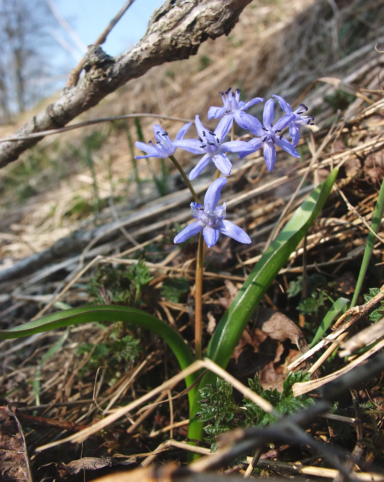 Giant Squill (Scilla Bifolia) — Each bulb produces narrow; typically 4 to 8 inches long and about 1 inch wide, image 84