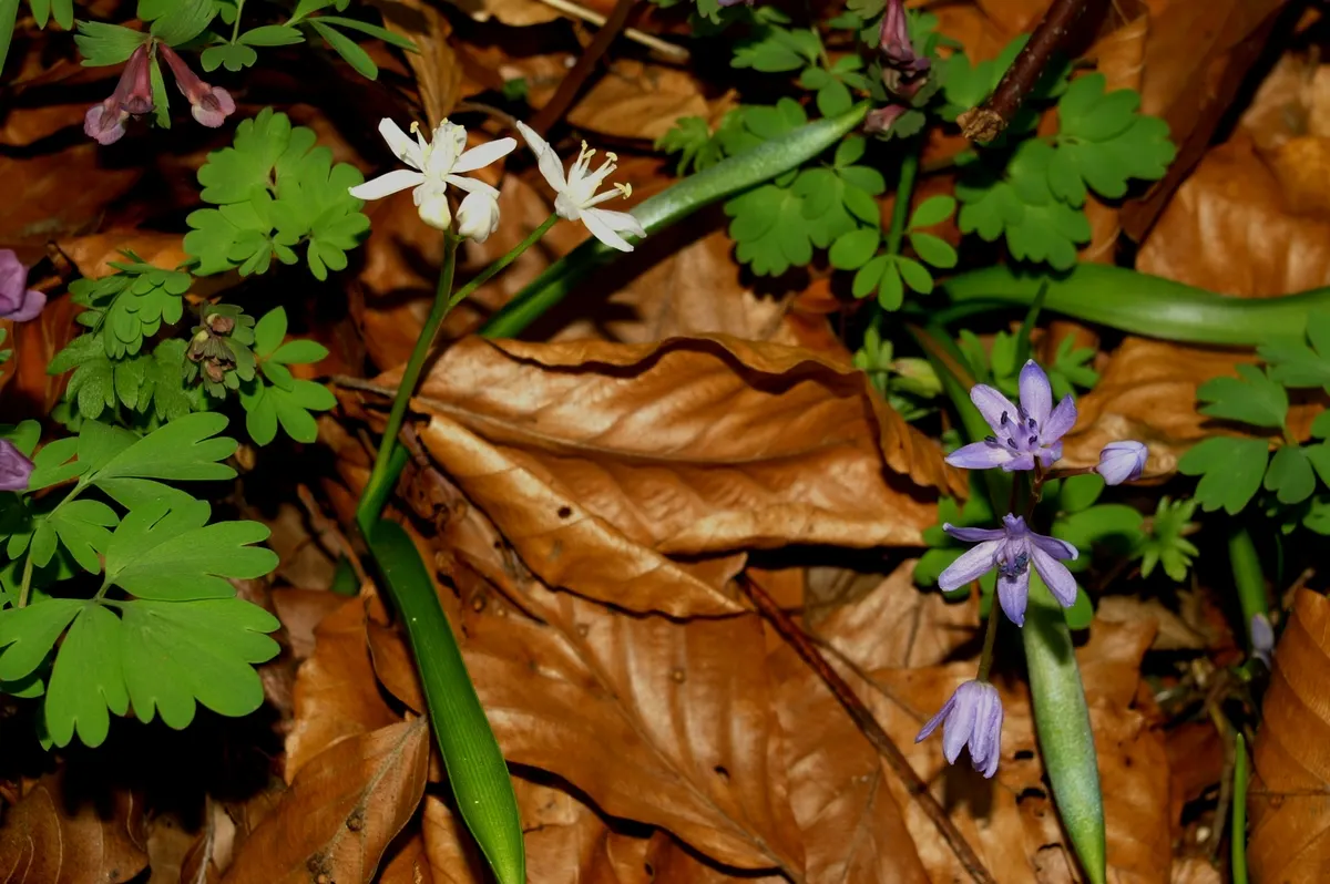 Giant Squill (Scilla Bifolia) — with each individual flower measuring approximately 0.5 to 1 inch across