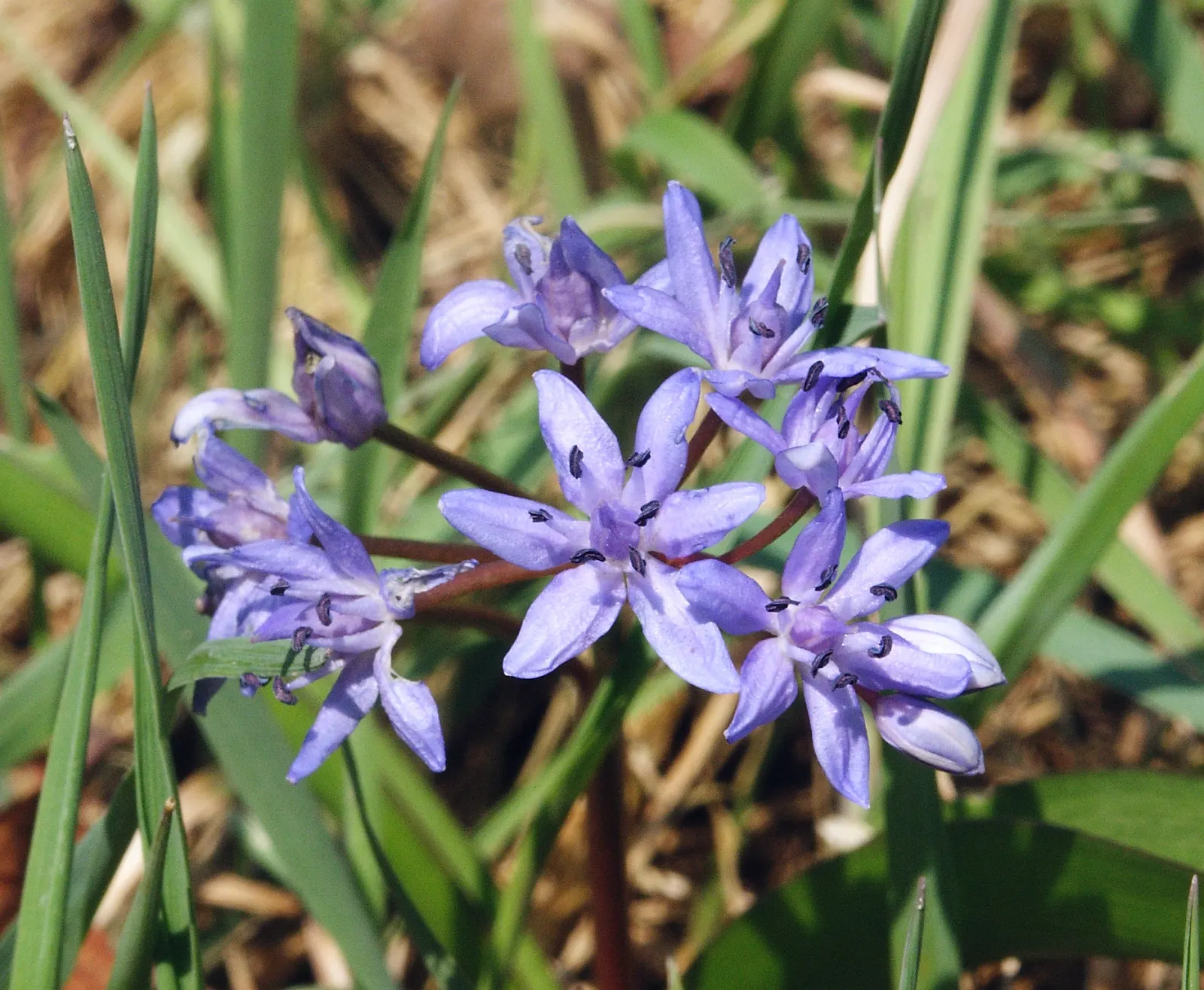 Giant Squill (Scilla Bifolia) — the Giant Scilla prefers well-drained soil rich in organic matter; making it an excellent selection for rock gardens, image 89