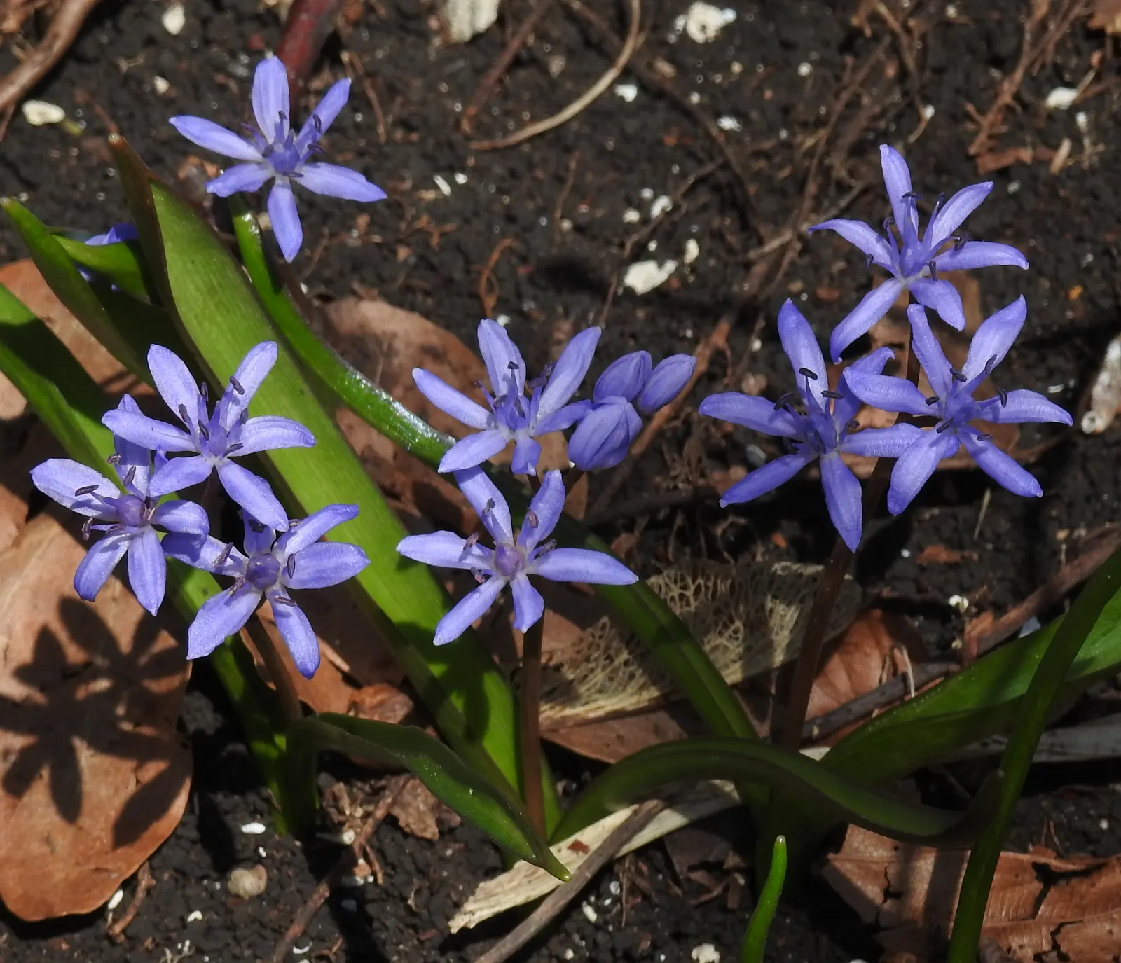 Giant Squill (Scilla Bifolia) — blue flowers in the garden; including woodlands and meadows.<br><br>This petite plant reaches only about 3 to 6, image 98