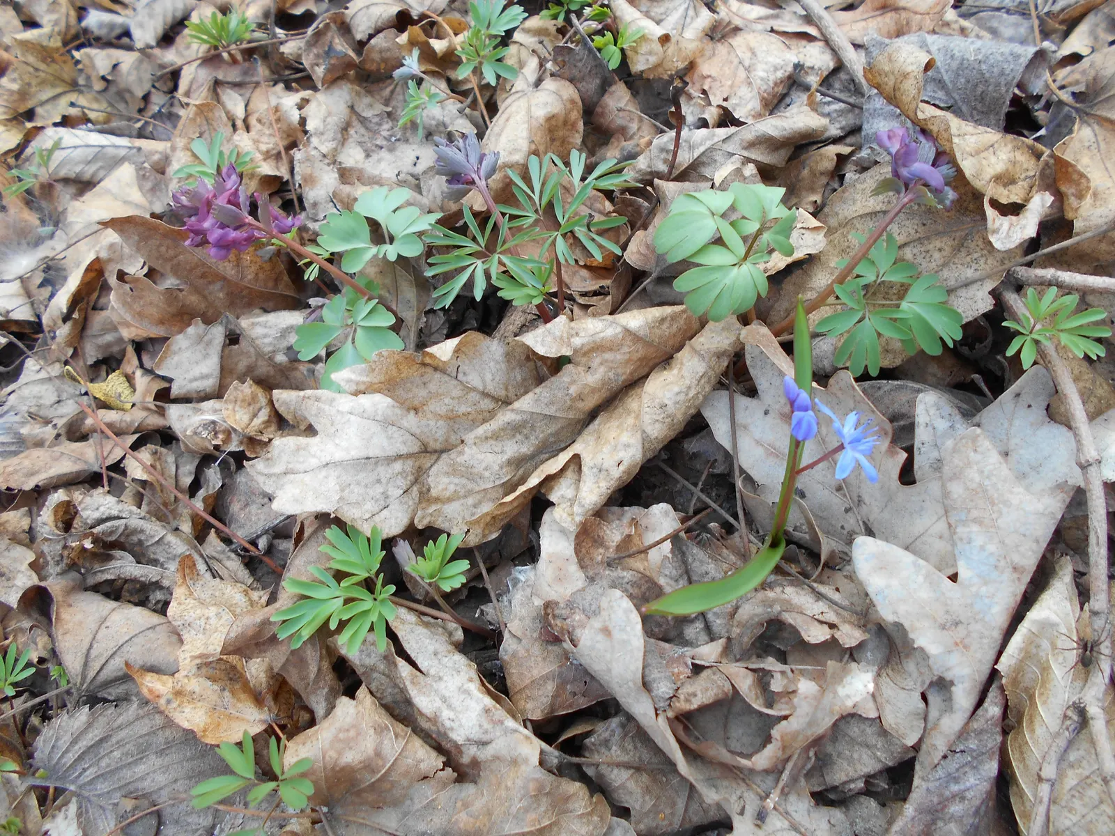 Giant Squill (Scilla Bifolia) — It pairs well with other spring-flowering bulbs and perennials; its diminutive size requires little space