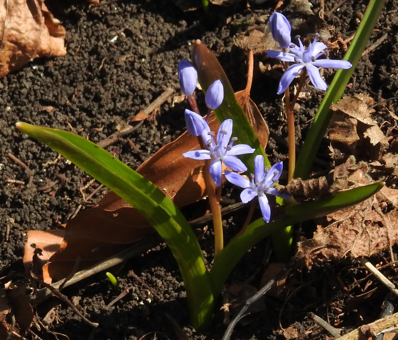 Giant Squill (Scilla Bifolia) — with each individual flower measuring approximately 0.5 to 1 inch across; bulb with blue blooms, image 111