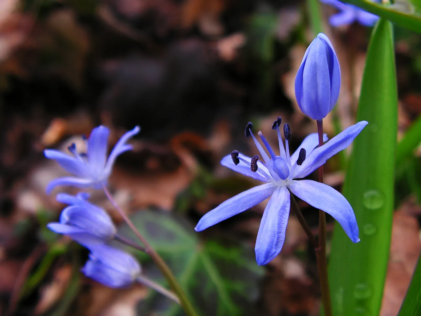 Giant Squill (Scilla Bifolia) — The Giant Scilla (Scilla bifolia), also known as the Alpine Squill, is a charming early-spring bloomer; ideal for, image 51