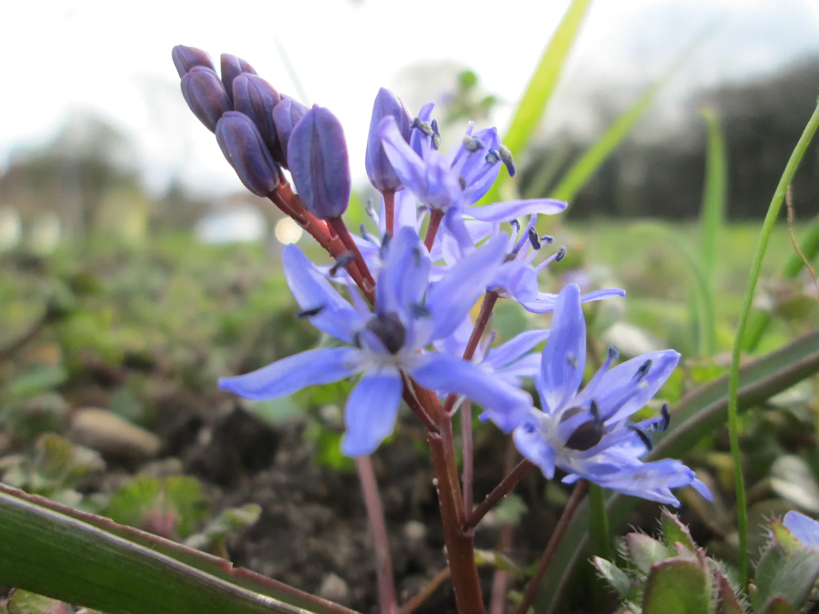 Giant Squill (Scilla Bifolia) — is an enchanting early spring perennial that adds a touch of sapphire to your landscape design; the Giant Scilla, image 56