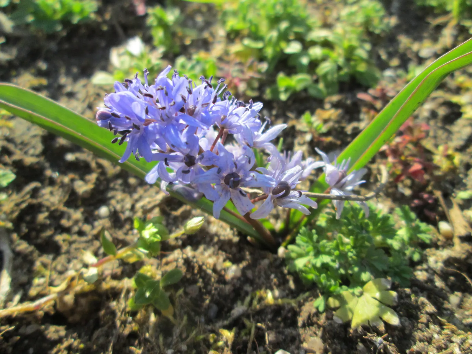 Giant Squill (Scilla Bifolia) — Each bulb sprouts multiple star-shaped, blue-violet flowers atop 4 to 6-inch stalks