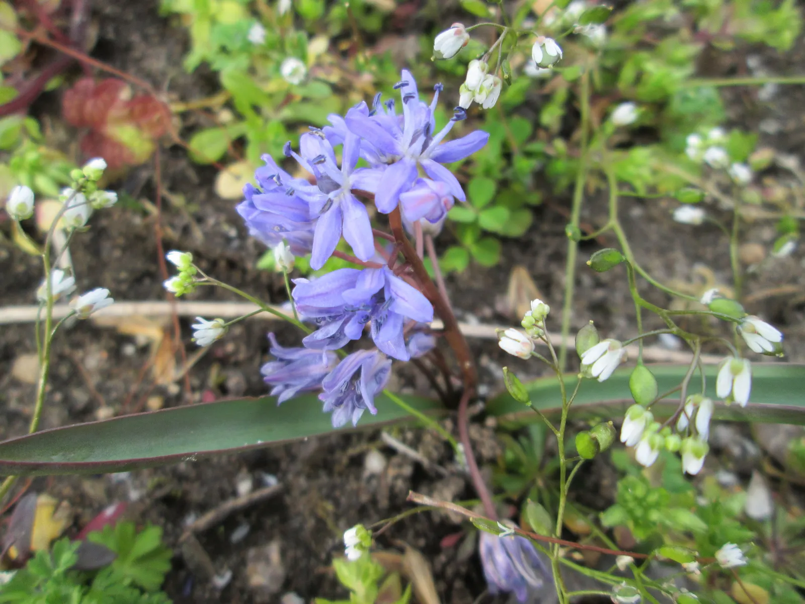 Giant Squill (Scilla Bifolia) — this low-maintenance plant can tolerate winter cold down to -40&deg;F; blue flowers in the garden, image 93