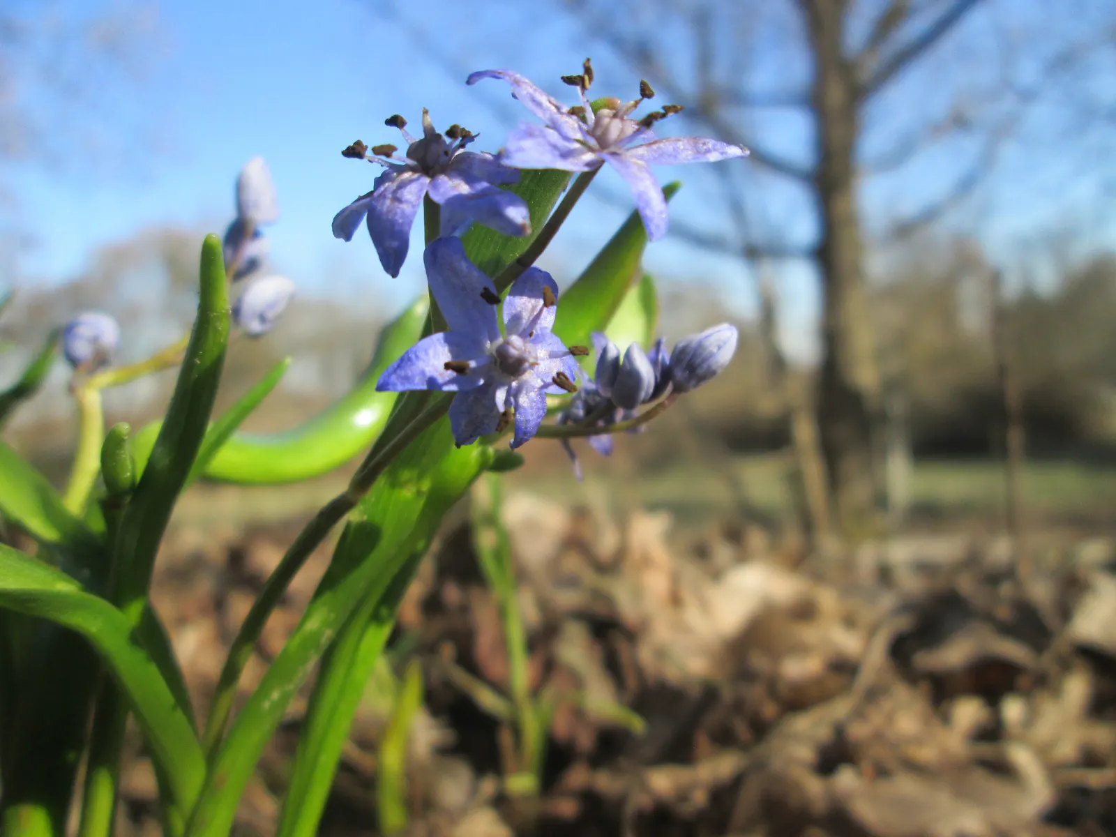 Giant Squill (Scilla Bifolia) — offering an early nectar source for pollinators such as bees.<br><br>For optimal growth, image 88
