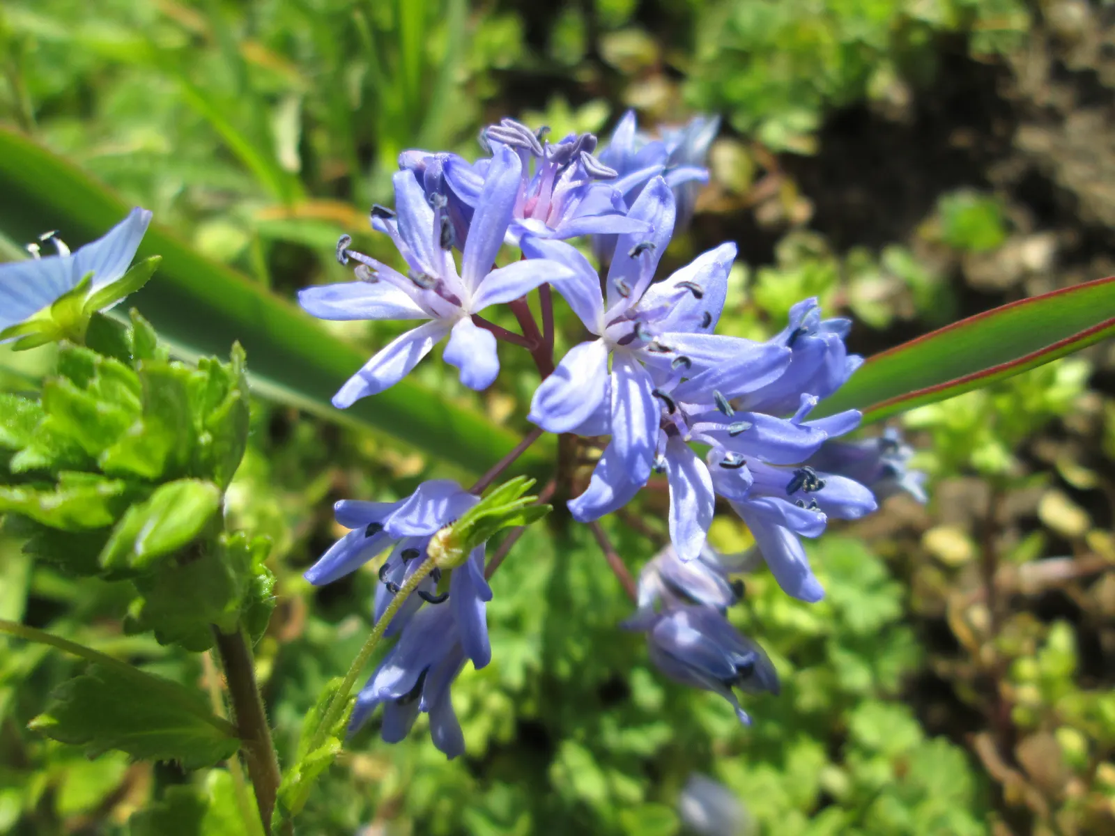 Giant Squill (Scilla Bifolia) — Hardy in USDA zones 3 through 8; it benefits from dappled sunlight or light afternoon shade, image 67