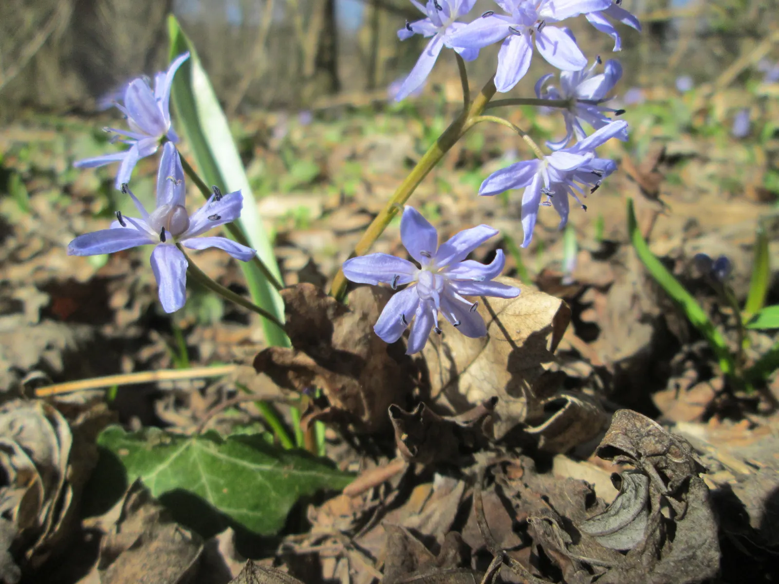 Giant Squill (Scilla Bifolia) — making it an excellent selection for rock gardens