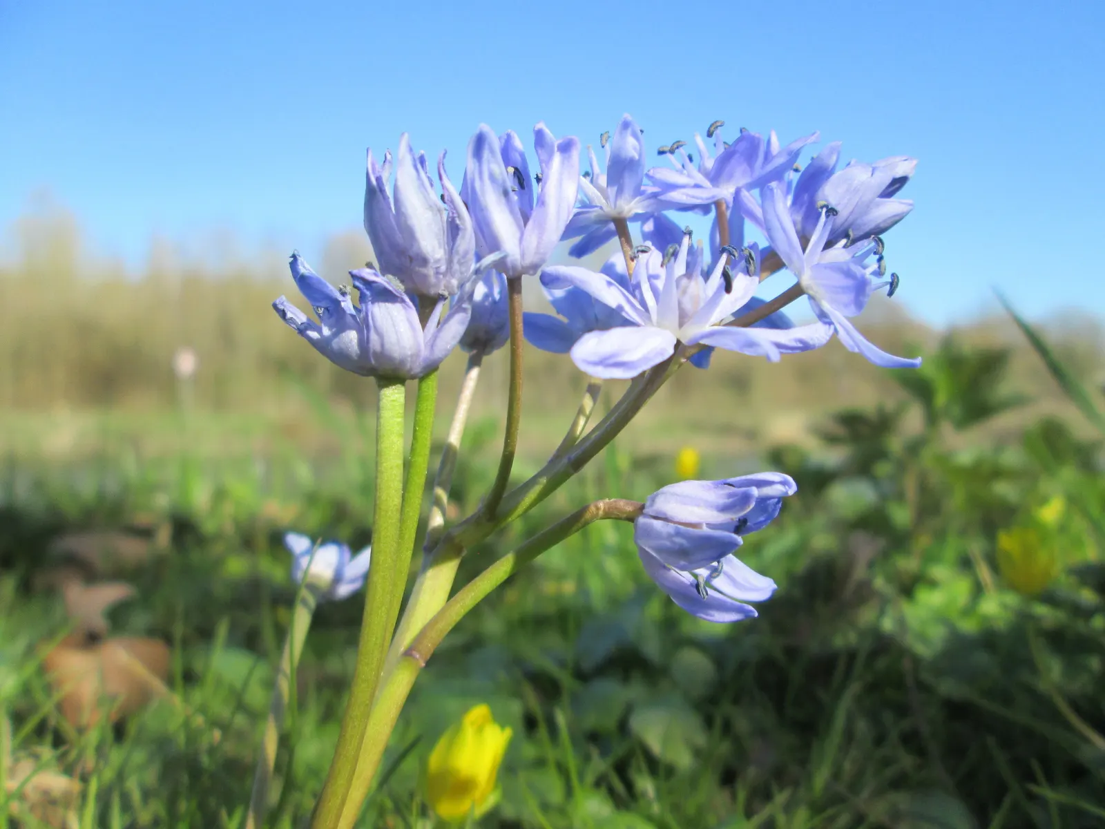 Giant Squill (Scilla Bifolia) — Known for its star-shaped blooms; it pairs well with other spring-flowering bulbs and perennials, image 57