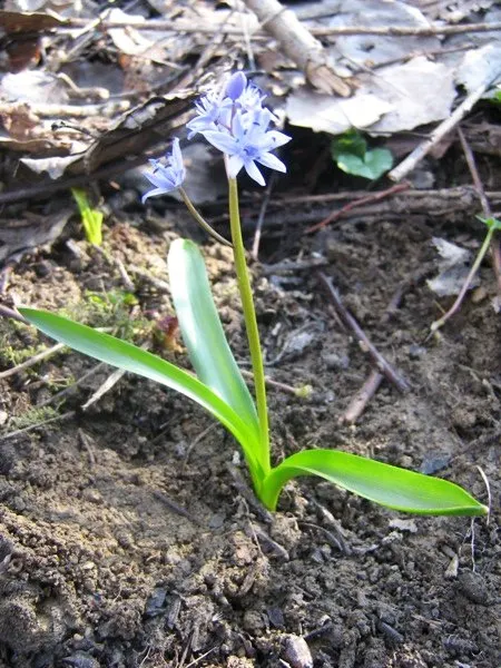 Giant Squill (Scilla Bifolia) — Each bulb sprouts multiple star-shaped, blue-violet flowers atop 4 to 6-inch stalks; with each individual flower, image 102