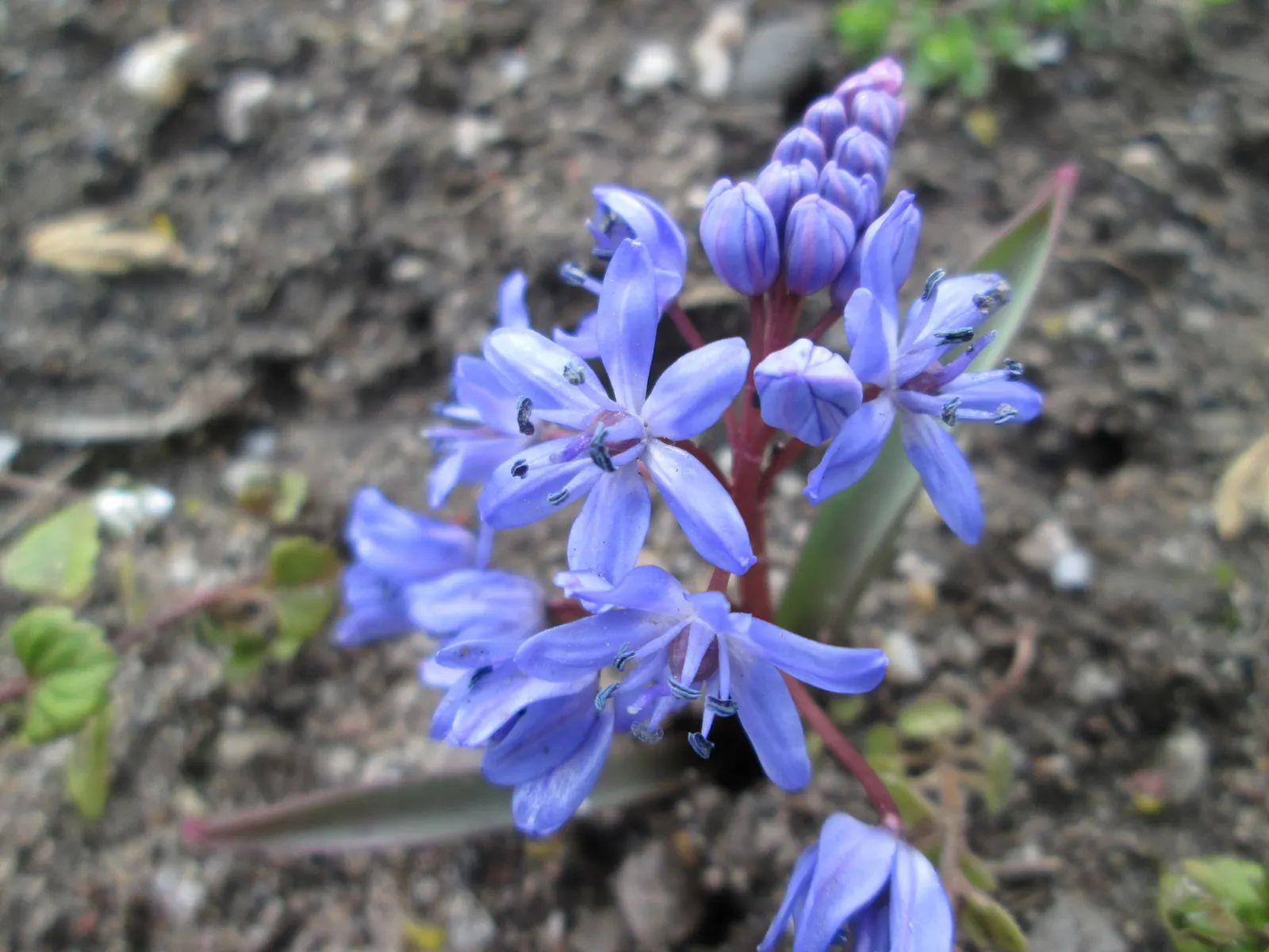 Giant Squill (Scilla Bifolia) — The Giant Scilla (Scilla bifolia), also known as the Alpine Squill, is a charming early-spring bloomer