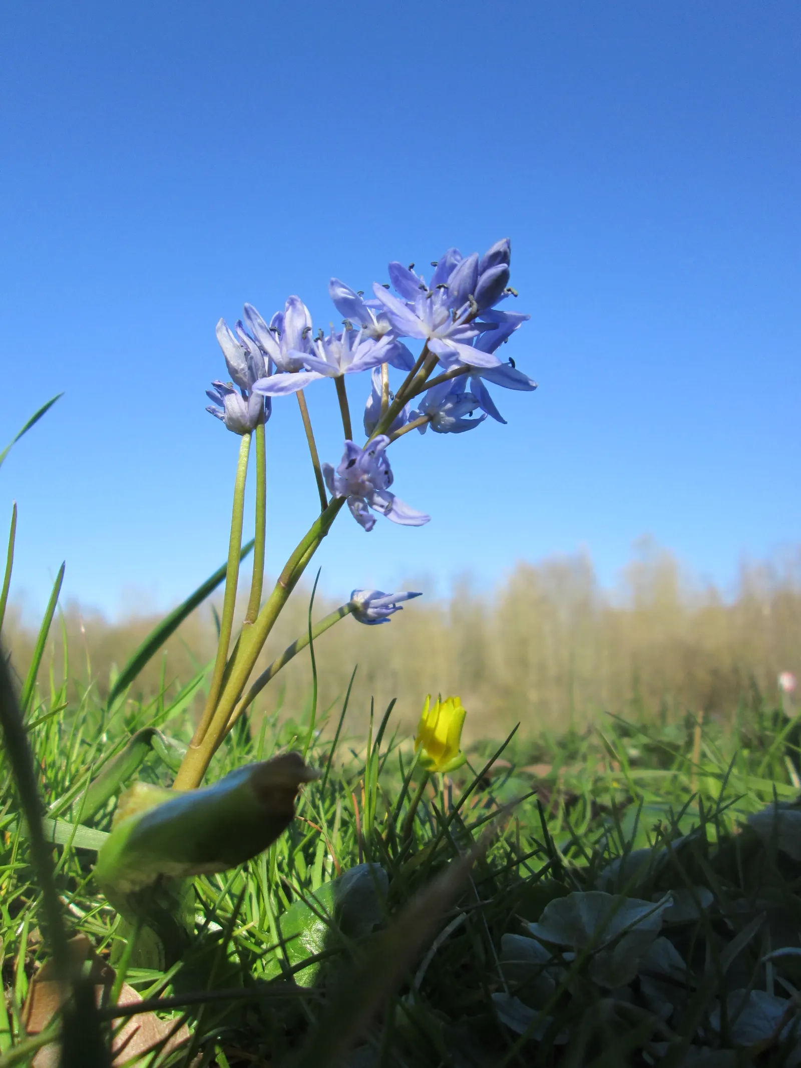 Giant Squill (Scilla Bifolia) — It thrives in full sun to partial shade; each bulb sprouts multiple star-shaped, blue-violet flowers atop 4 to 6-inch stalks