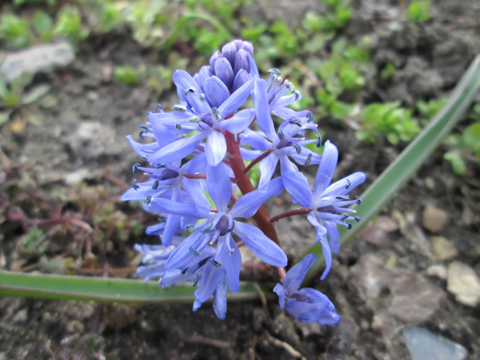 Giant Squill (Scilla Bifolia) — it creates a striking underplanting beneath deciduous trees and adds vibrant hues to rockeries and borders; known, image 105