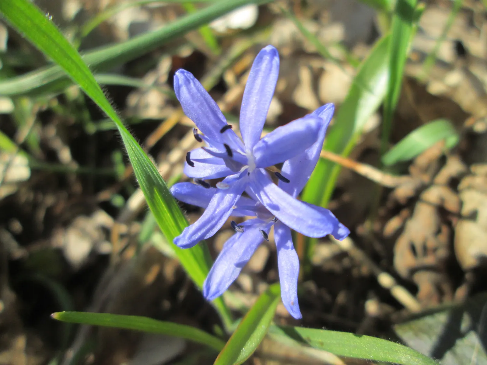 Giant Squill (Scilla Bifolia) — it benefits from dappled sunlight or light afternoon shade